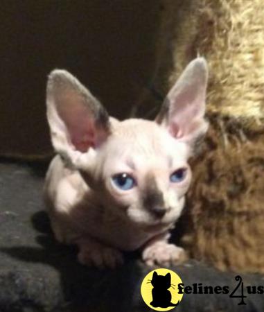 Barenakedsphynx Picture 1